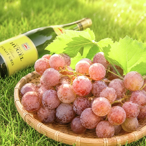 PINOT GRIS